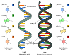 RNA (links) und DNA (rechts) im Vergleich