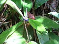 Henckelia quinquevulnera.