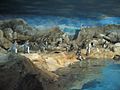 Penguin Coast im Jurong Bird Park