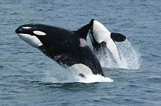 Orca (Orcinus orca)