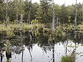 Das Pietzmoor liegt im Naturschutzgebiet der Südheide