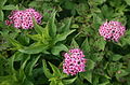 Spirea japonica a Spiraeoideae alcsaládból