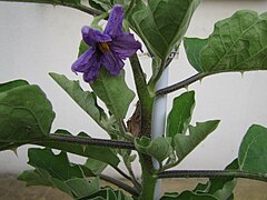 Thorns and leaves of the plant