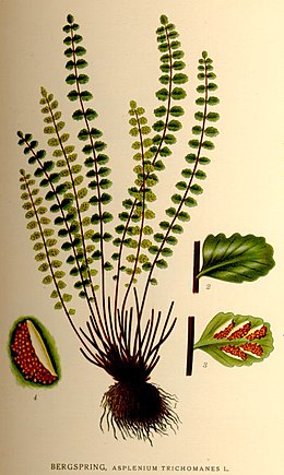 Šerinė kalnarūtė (Asplenium trichomanes)