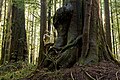 Image 7Avatar Grove near Port Renfrew, British Columbia: Giant Douglas firs (left) and red cedars (right) fill the grove. (from Old-growth forest)