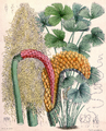 Carludovica rotundifolia fra Mellemamerika er et medlem af Skruepalme-ordenen (Pandanales).