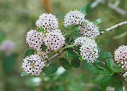 Táskavirág (Ceanothus cuneatus)