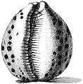 Drawing of the ventral view of a shell of Cypraea tigris from Index Testarum Conchyliorum (1742) by Niccolò Gualtieri.