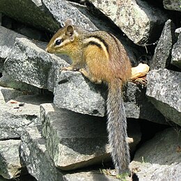 Rytų Amerikos burundukas (Tamias striatus)