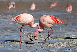 lytse Andesflamingos (Phoenicoparrus jamesi)