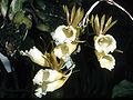 Galeandra lacustris
