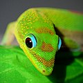 Image 44Gold dust day gecko close-up