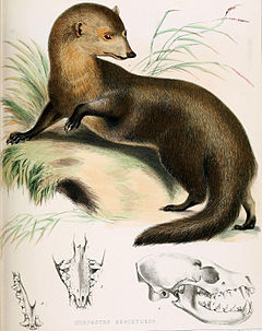 Description de l'image Herpestes brachyurus.jpg.