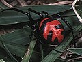 Latrodectus elegans (vrouwtje)