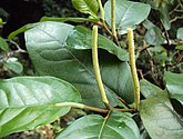 Piper colubrinum