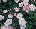 'Blush Noisette', Noisette 1814