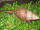 Achatina fulica in Ubud, Bali, 2010 (3)