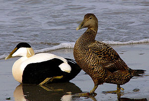 Ütjwoksen eiderges (Somateria mollissima), suart-witj a mantje, at wiiftje as brün. NT - near threatened (nai bi trüüwet)