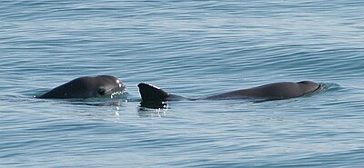 Vaquita6 Olson NOAA