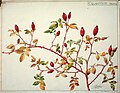 Rosehip fruits study, Henri Bergé, musée de l'École de Nancy