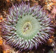 L'anémone de mer Anthopleura elegantissima, un cnidaire de forme polype.