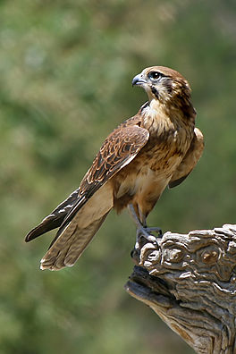 Grutte brune falk (Falco berigora)