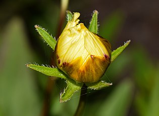 কোরিওপসিস টিনক্টোরিয়া (Coreopsis tinctoria) ফুলের ফুটন্ত কুঁড়ি