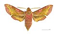 Deilephila porcellus Klein avondrood