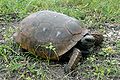 Excavadora de Florida, la Tortuga gòfer (Gopherus polyphemus)