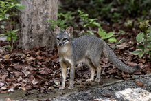 Gray Fox Tulum.png