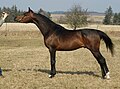 Photo d'un cheval arabe bai présenté au modèle.