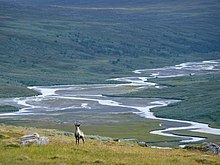 Photo d'un renne dans une vallée de Sarek, au loin, un delta.