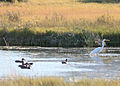 *Ducks and egret