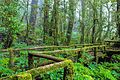 A scenic walkway in the area of Doi Inthanon National Park