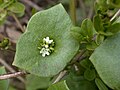 Batolka prorostlá (Claytonia perfoliata)