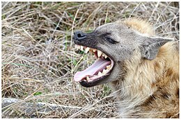 Gebit van een gevlekte hyena