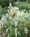 Hordeum jubatum Foto: André Karwath