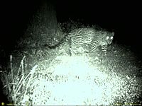 Leopard, Garhwal