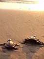 Photo of two small turtles crawling on beach