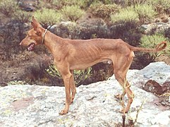 Podenco canario