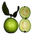 Green guava fruit