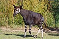 Okapia johnstoni (Giraffidae)