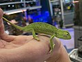 Senegal chameleon