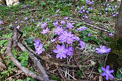 Lehtosinivuokko eli sinivuokko (Hepatica nobilis)