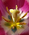 Pistil et étamines au centre des pétales d'une tulipe