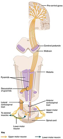 1426 Corticospinal Pathway.jpg