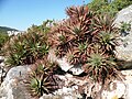 Adult Fynbos aloes on a Cape Peninsula rock face.