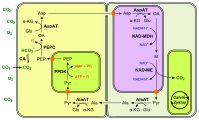 (en) Fixation du carbone en C4 à NAD-ME.   - CA : anhydrase carbonique ;   - PEP : phosphoénolpyruvate ;   - PEPC : phosphoénolpyruvate carboxylase ;   - OA : oxaloacétate ;   - Glu : Glu ;   - AspAT : aspartate aminotransférase ;   - α-KG : α-cétoglutarate ;   - Asp : aspartte ;   - NAD-MDH : malate déshydrogénase ;   - M : malate ;   - NAD-ME : enzyme malique à NAD ;   - Pyr : pyruvate ;   - AlaAT : alanine aminotransférase ;   - Ala : alanine ;   - PPDK : pyruvate phosphate dikinase. Les enzymes à NAD — ici la MDH et la NAD-ME — se trouvent dans les mitochondries, représentées de couleur violacée.