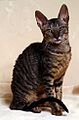 Cornish Rex