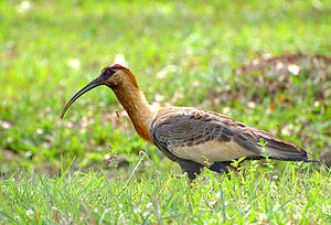Brunkola ibiso, en San-Paŭlo, Brazilo